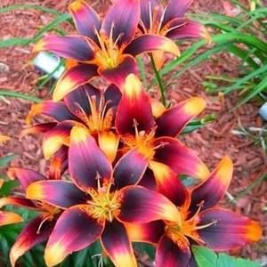 Meet your Posher, Kristine